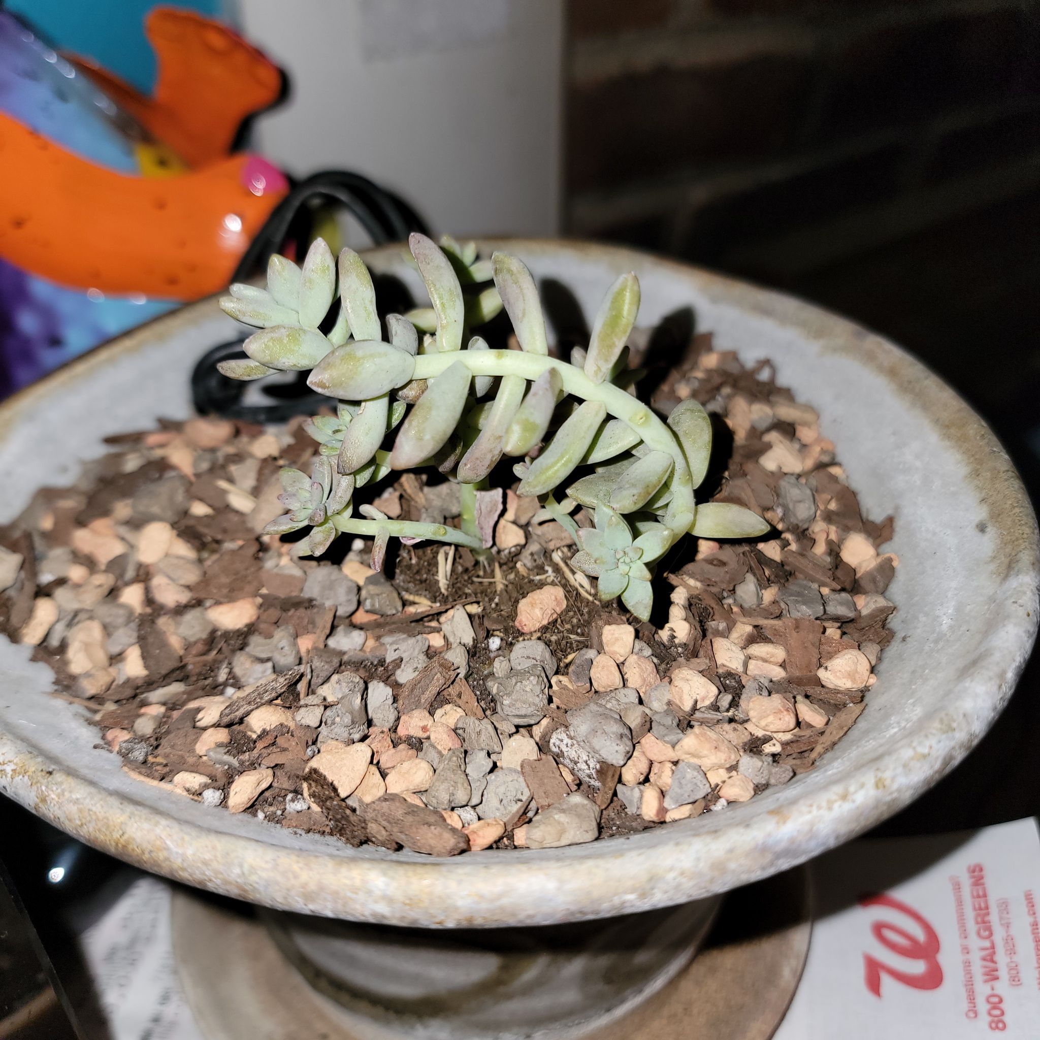 Photo of the plant species Pink Granite by @StaceyLynn named Frenchy on Greg, the plant care app