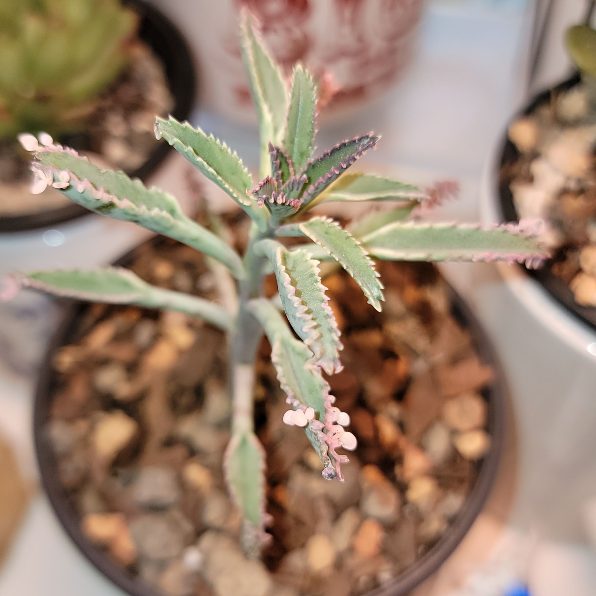 Photo of the plant species Mother of Thousands by @StaceyLynn named Nadine on Greg, the plant care app