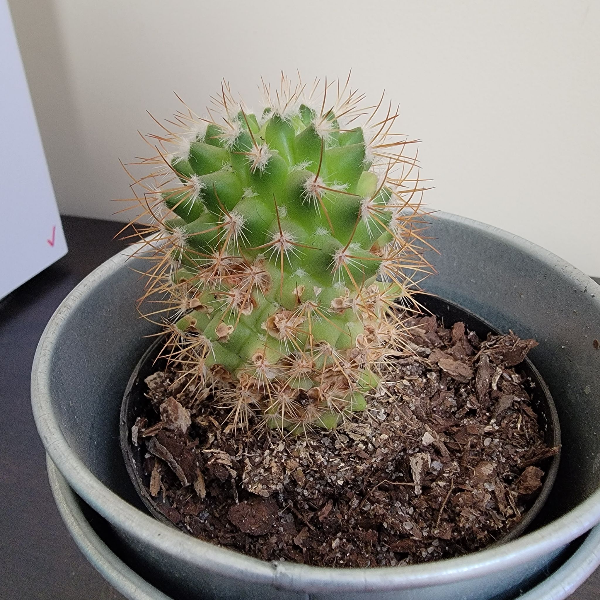 A healthy Mammillaria mystax cactus in a pot with visible soil.
