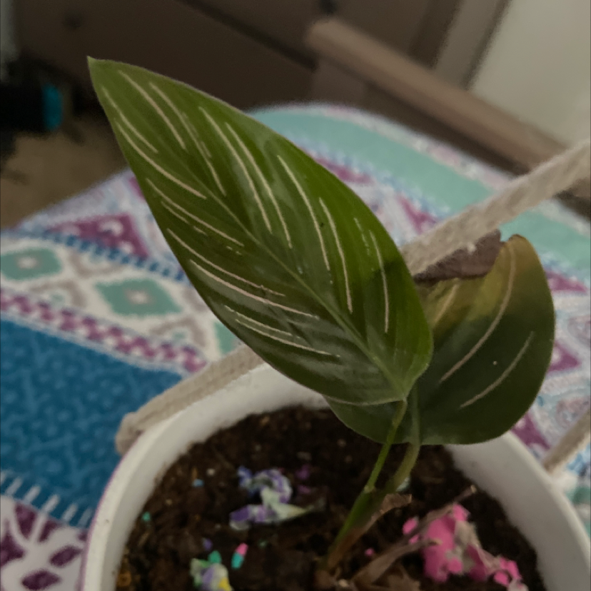 Pinstripe Calathea plant photo by @KitKat30 named Angel on Greg, the plant care app.