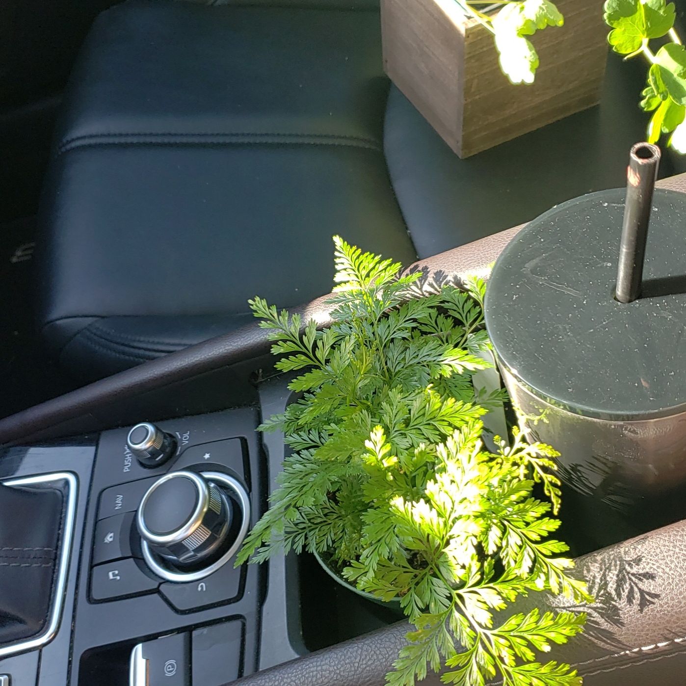 Black Rabbit's Foot Fern in a car's cup holder, vibrant green leaves, healthy appearance.
