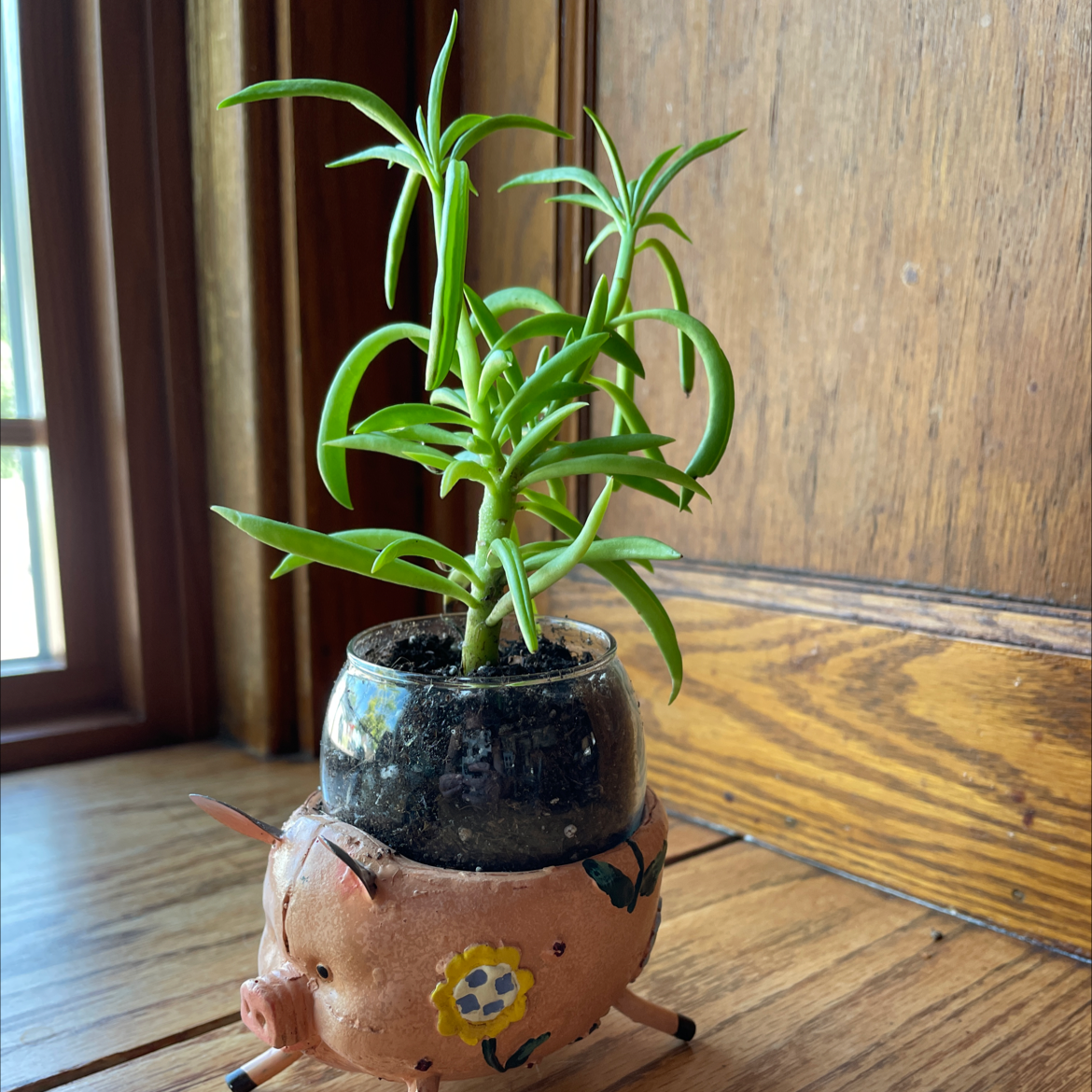 Pincushion Peperomia plant in a decorative pot on a wooden surface near a window.