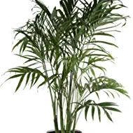 Bamboo Palm plant in Somewhere on Earth