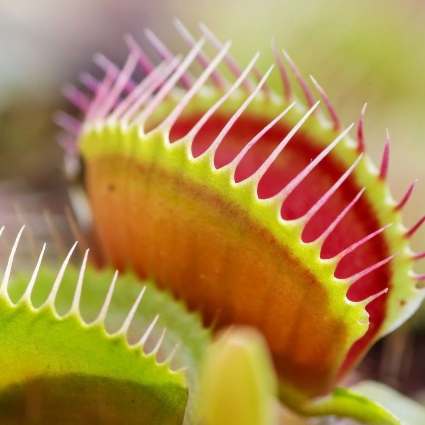 Photo of the plant species Red Piranha by @GenuinePepper named Doja Plant on Greg, the plant care app