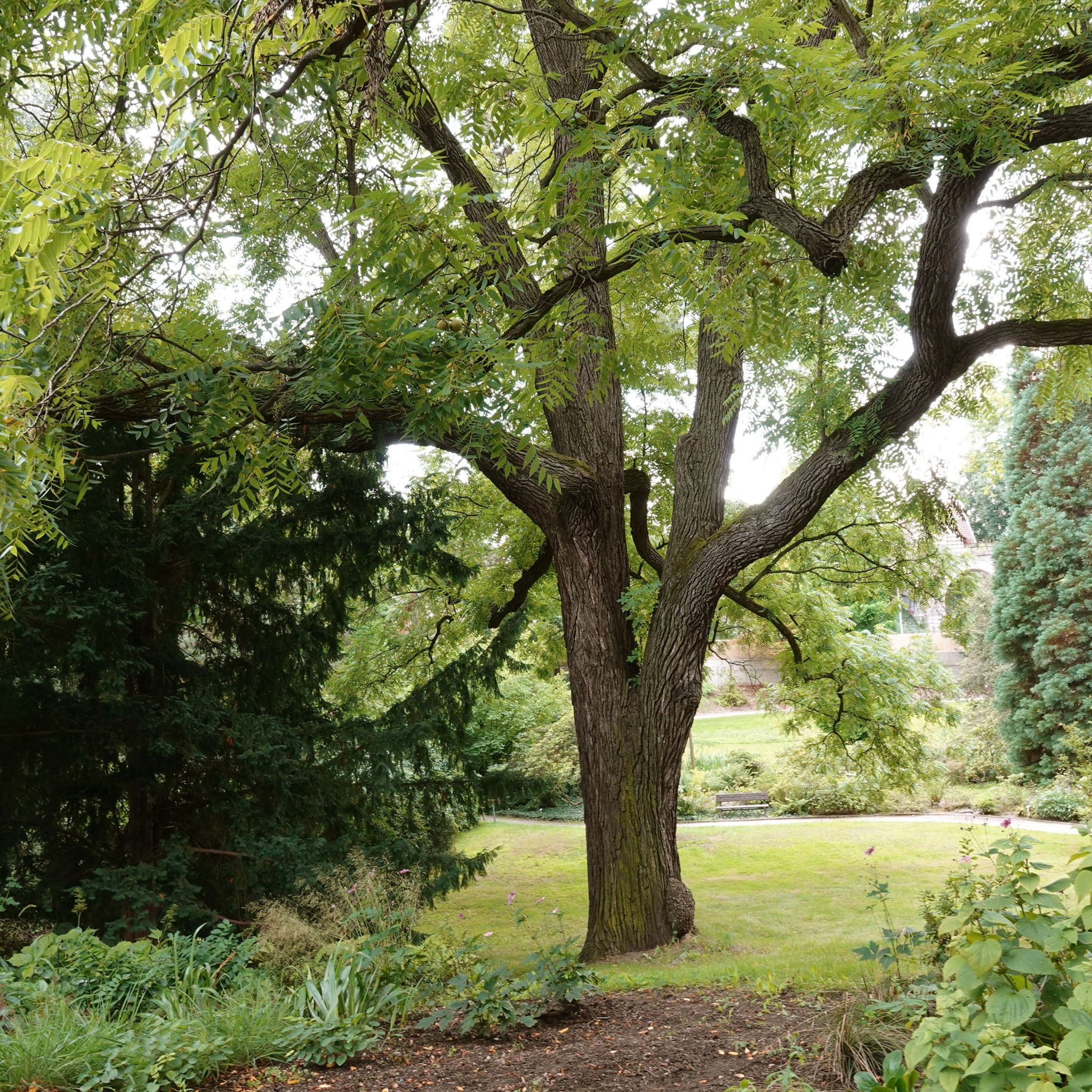 Image of a Black Walnut tree in a garden setting with green foliage and a thick trunk.