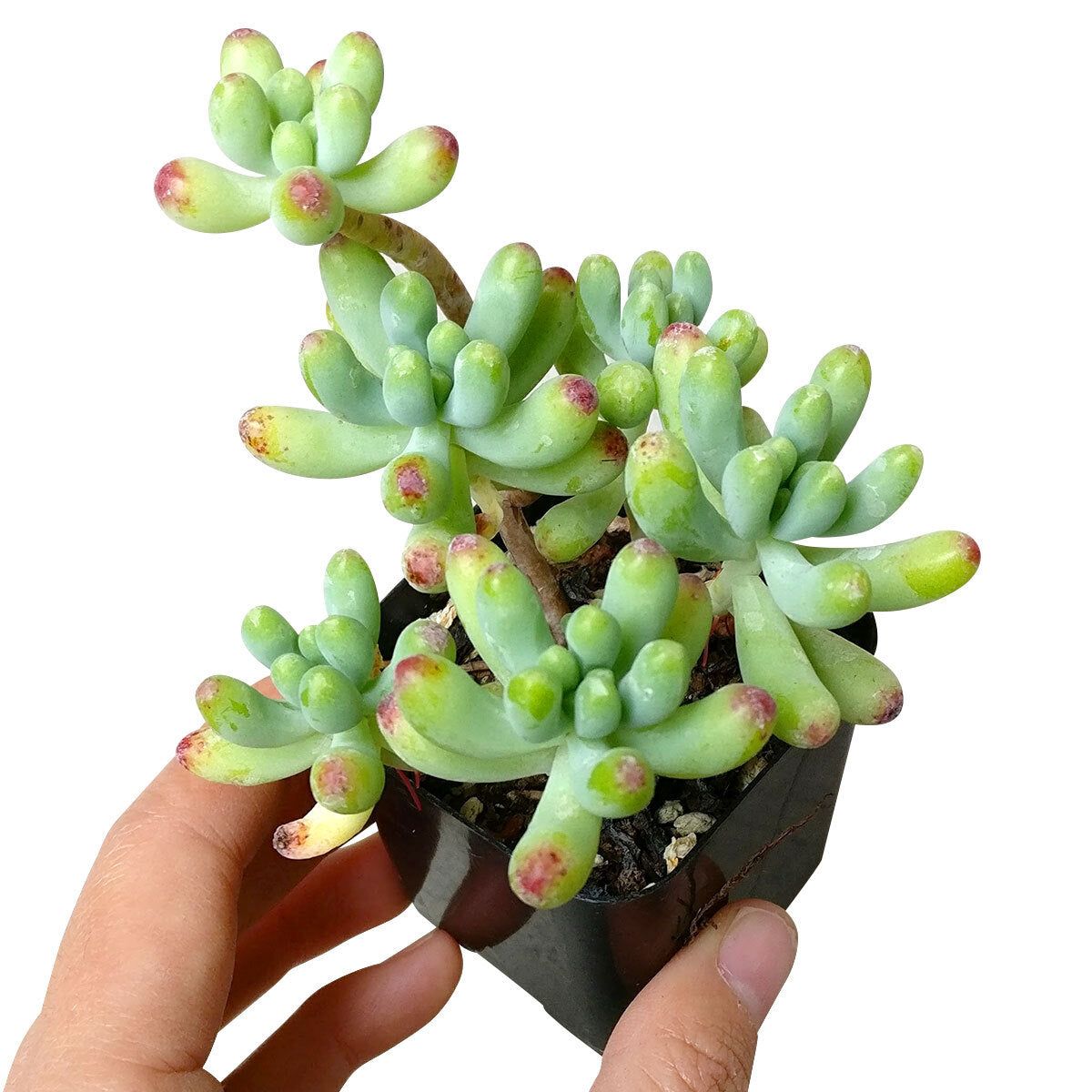 Photo of the plant species Jelly Bean Plant by @GenuinePepper named Trichelle Branch on Greg, the plant care app