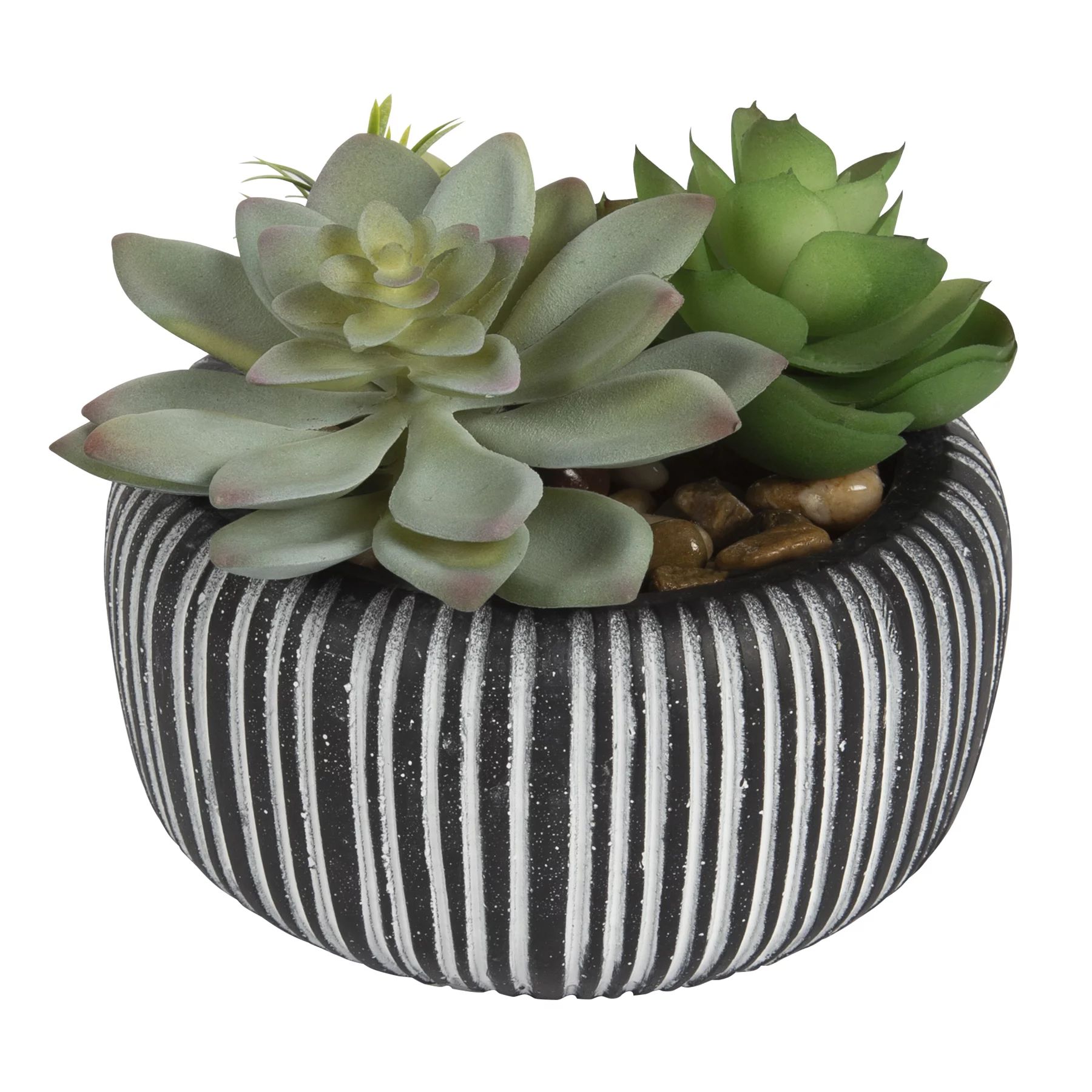 Photo of the plant species Pineapple Succulent by @GenuinePepper named Plant Fern on Greg, the plant care app