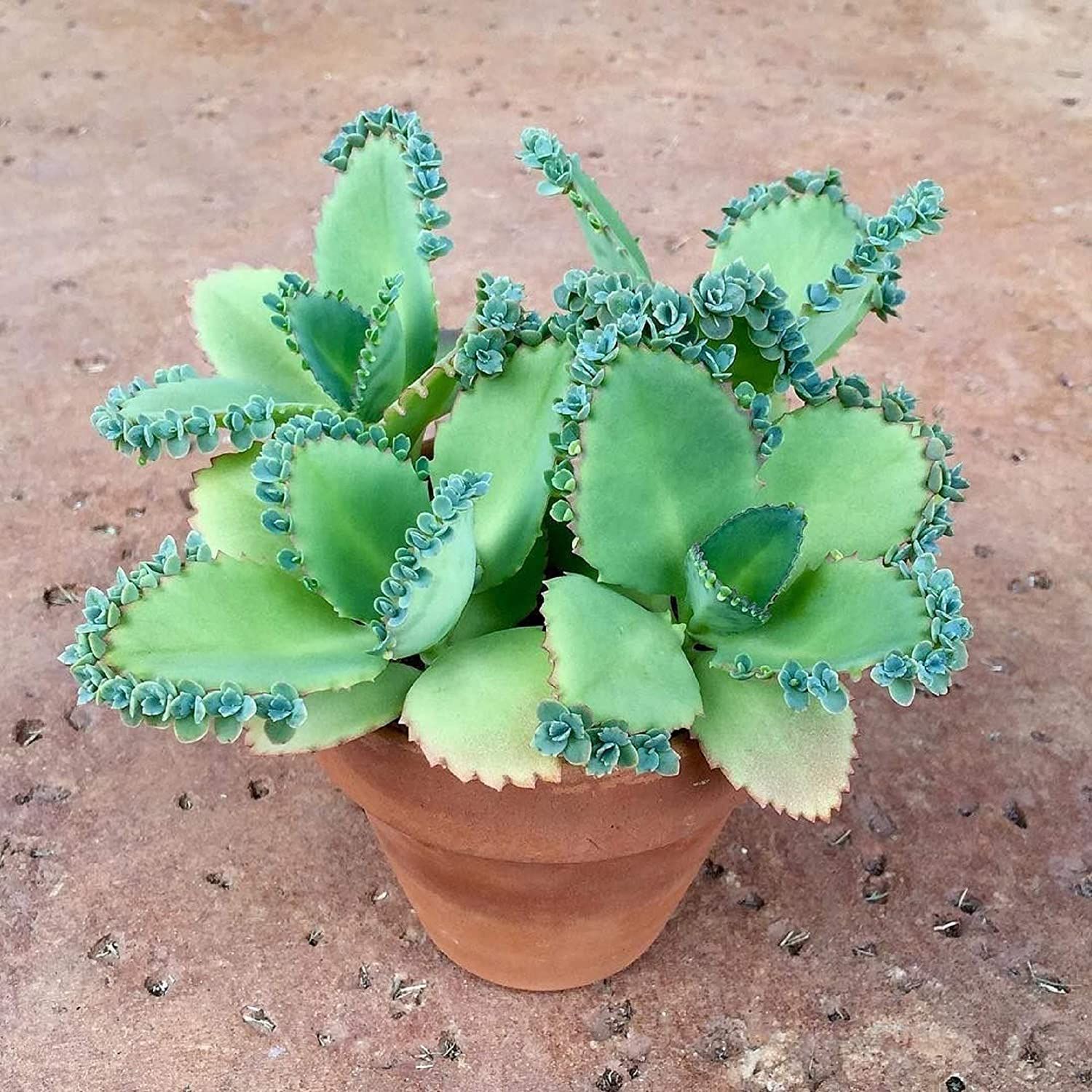 Photo of the plant species Mother of Thousands by @GenuinePepper named Orwell Plant on Greg, the plant care app