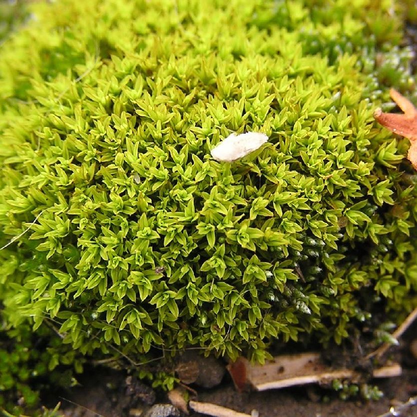 Photo of the plant species Spiral Extinguisher-Moss by @GenuinePepper named Planeanu Leaves on Greg, the plant care app