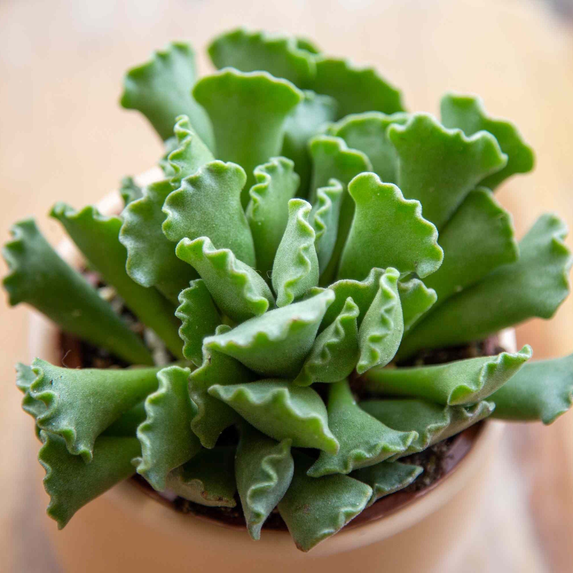 Photo of the plant species Pillow Feet Crinkle Leaf Plant by @GenuinePepper named Kobe Laplant on Greg, the plant care app