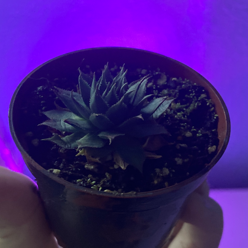 Potted Sempervivum calcareum succulent held by a hand with purple background light.