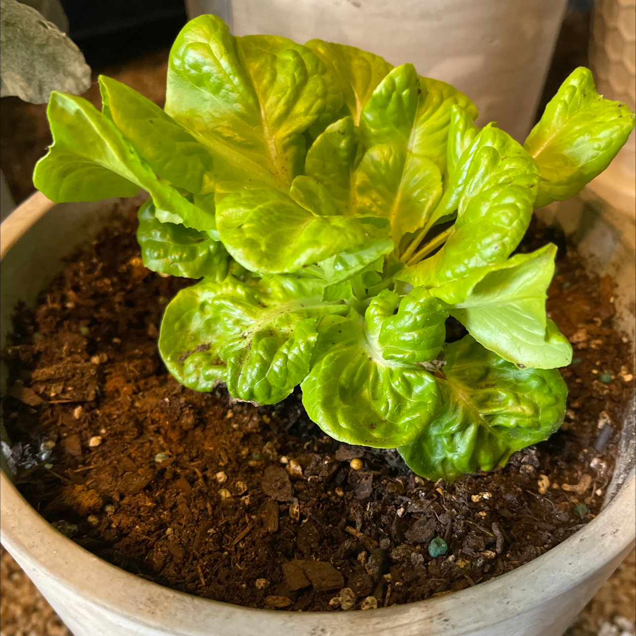 Healthy garden lettuce plant with bright green ruffled leaves growing in a pot with dark rich soil.