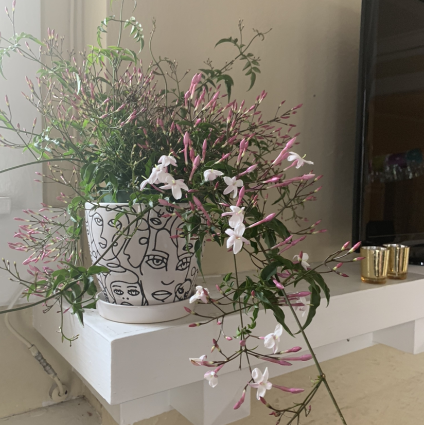 Pink Jasmine plant in a decorative pot with pink buds and white flowers on a white table.