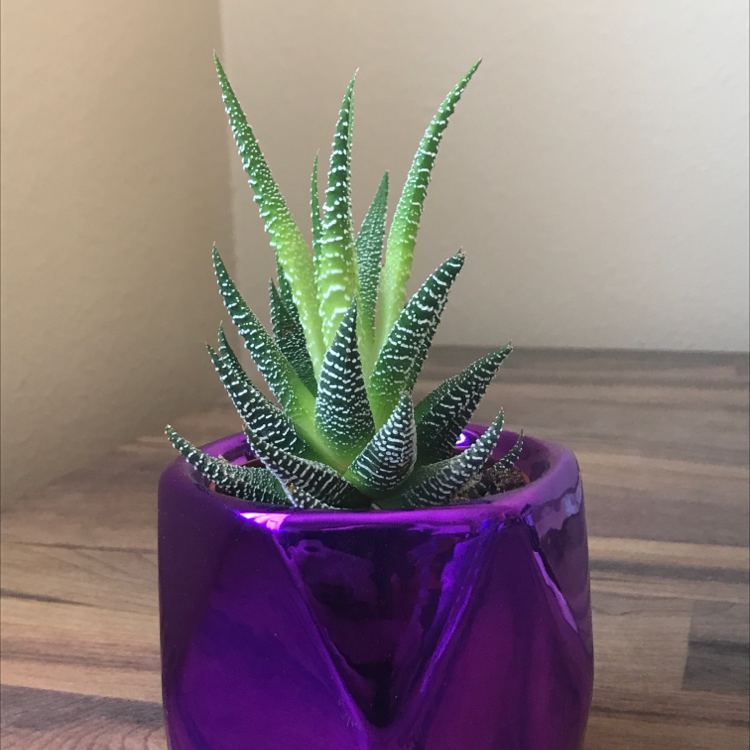 Zebra Plant plant photo by Kaitilyn named Jerry on Greg, the plant care app.