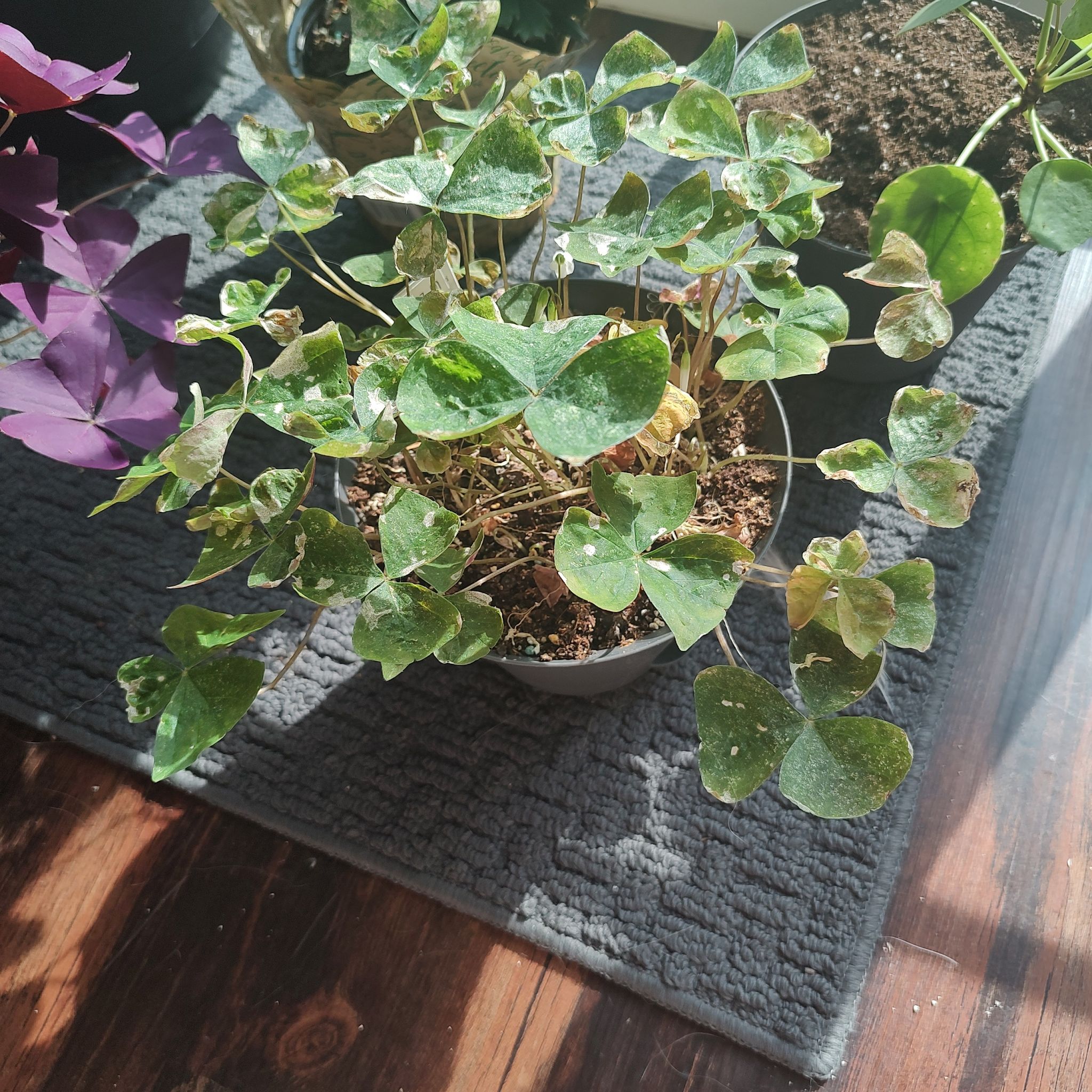 Potted Shamrock plant with visible leaf discoloration, including browning and yellowing.