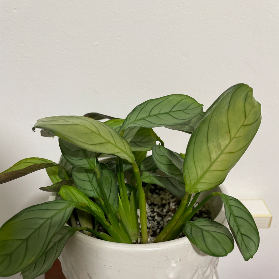 Photo of the plant species Ctenanthe amagris by @Thistle named Maxine on Greg, the plant care app