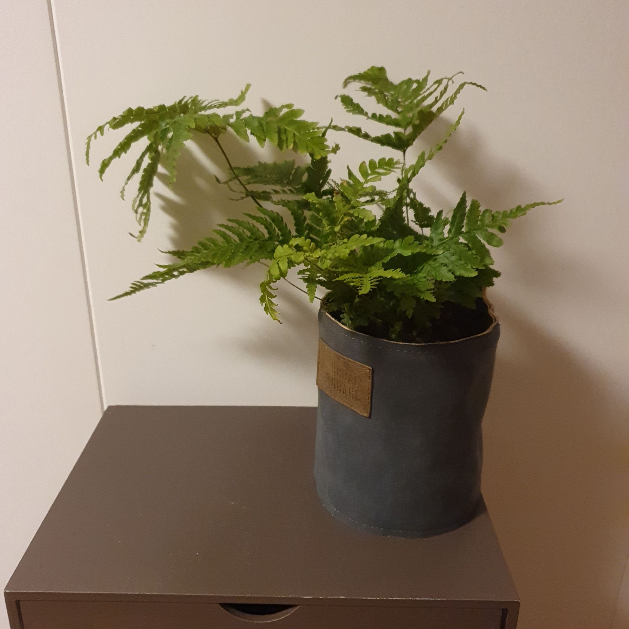 Healthy potted Male-Fern on a small table against a plain background.