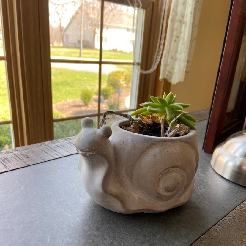 Haworthia cooperi plant in a snail-shaped pot on a windowsill with a garden view.