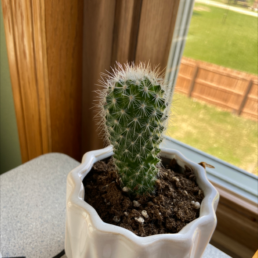 Correll's Hedgehog Cactus in a white pot near a window.