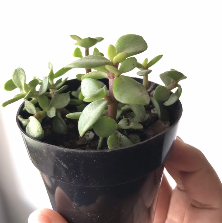 Lucky Plant plant photo by Esmeralda named Zeus on Greg, the plant care app.
