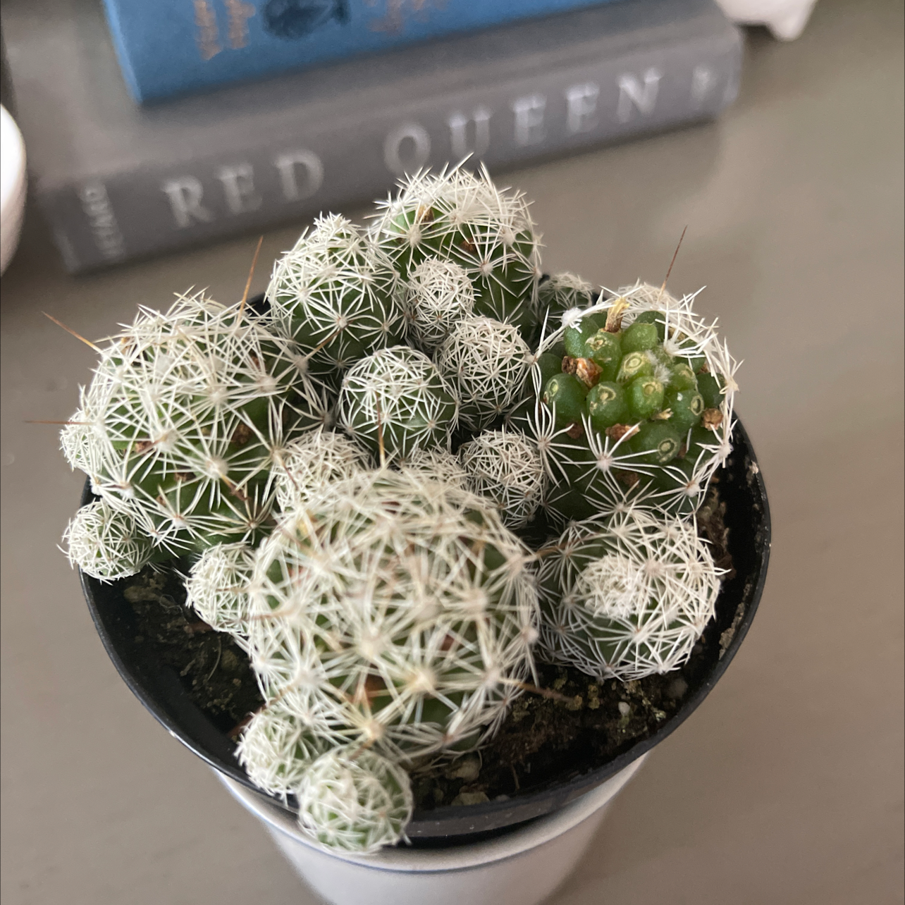 Missouri Foxtail Cactus in a pot with visible soil, well-framed and in focus.