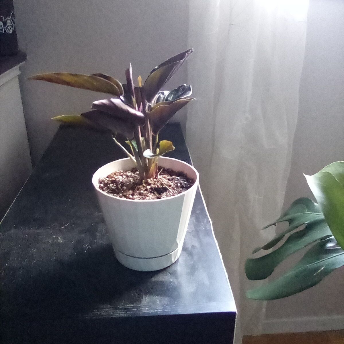 Photo of the plant species Pin-Stripe Calathea by @AceLettuce named Pax on Greg, the plant care app