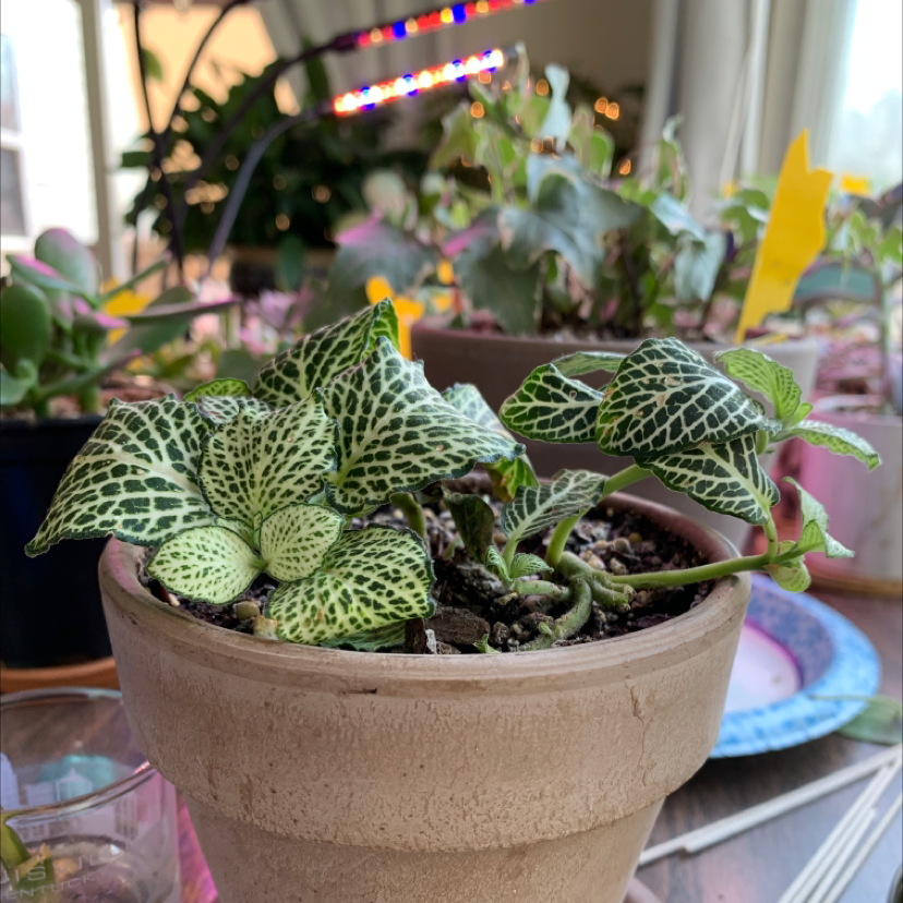 Nerve Plant plant photo by @Elise named Fittonia on Greg, the plant care app.