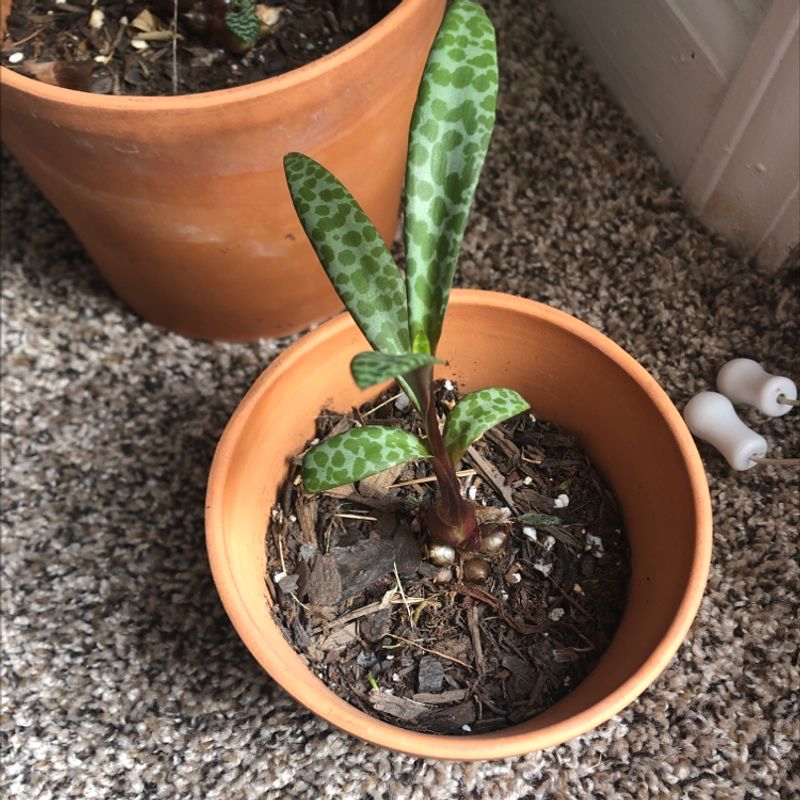 Silver Squill plant in a terracotta pot with patterned leaves and visible soil.