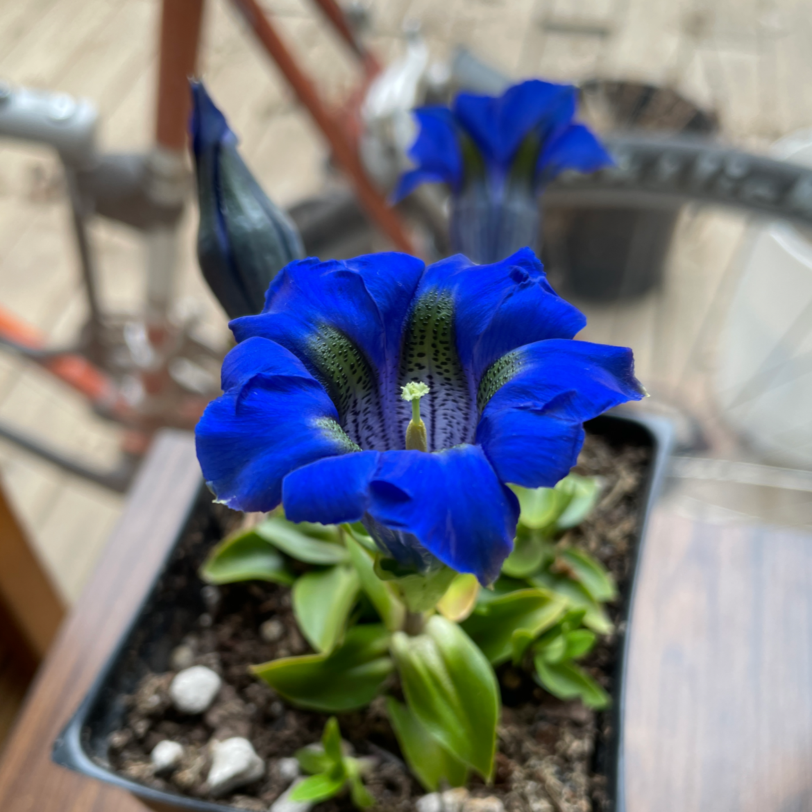 Photo of the plant species Gentian by Angela named Your plant on Greg, the plant care app