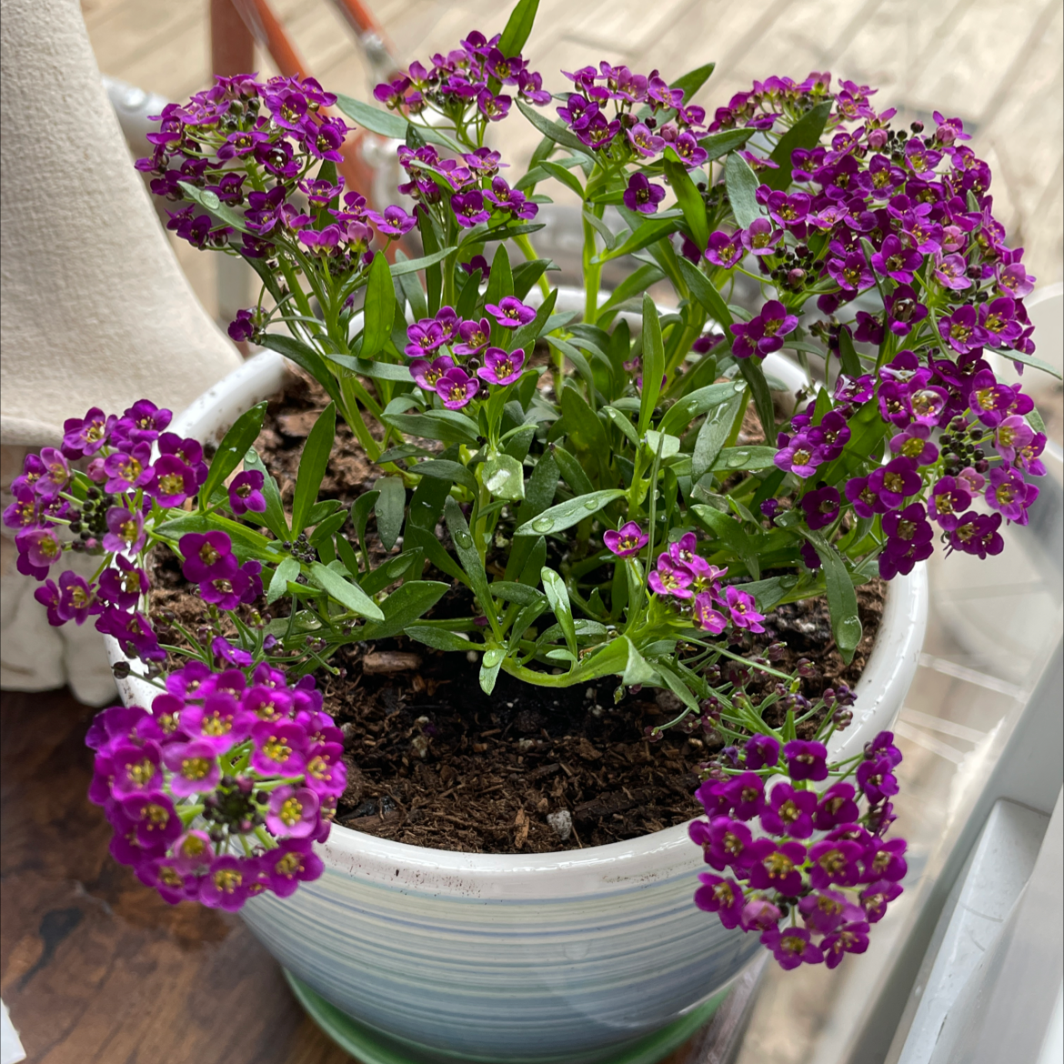 Potted sweet alyssum plant covered in vibrant purple blooms. The plant appears lush, full, and healthy in a white ceramic pot.