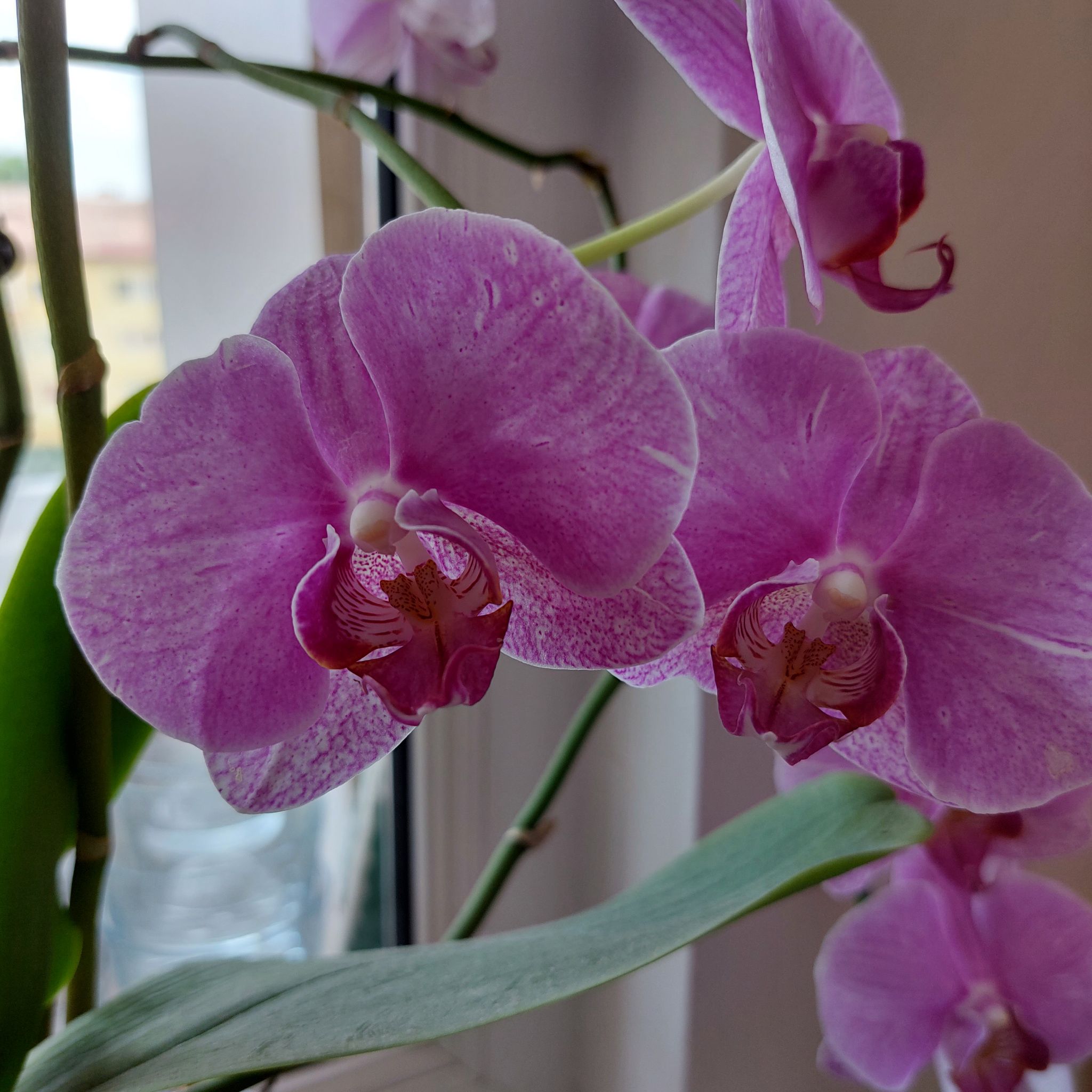 A well-framed and focused image of Aphrodite's Phalaenopsis with vibrant pink flowers.