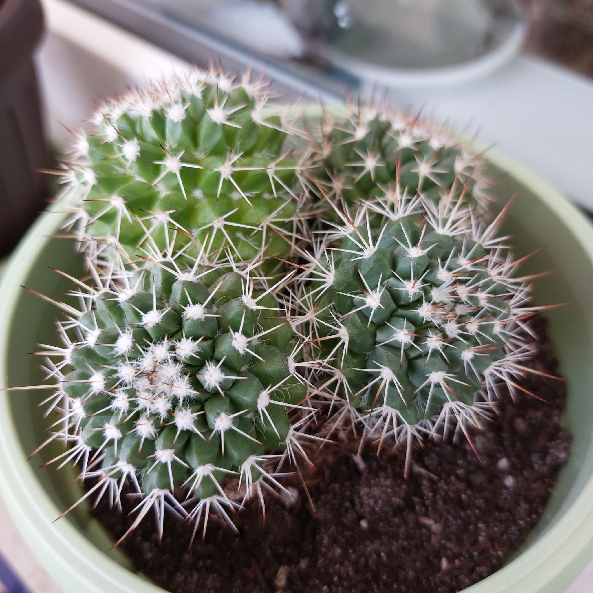 Photo of the plant species Mammillaria Formosa by @PepiParatrasnet named Sticking Hedgehog on Greg, the plant care app