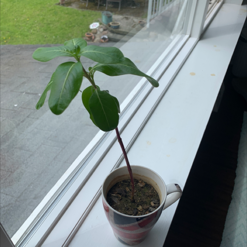 Young Bright Eyes plant in a cup on a windowsill with green leaves.