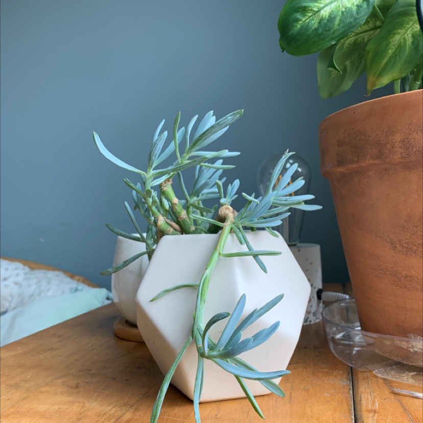 Blue Chalksticks plant in a white geometric pot with another plant in the background.