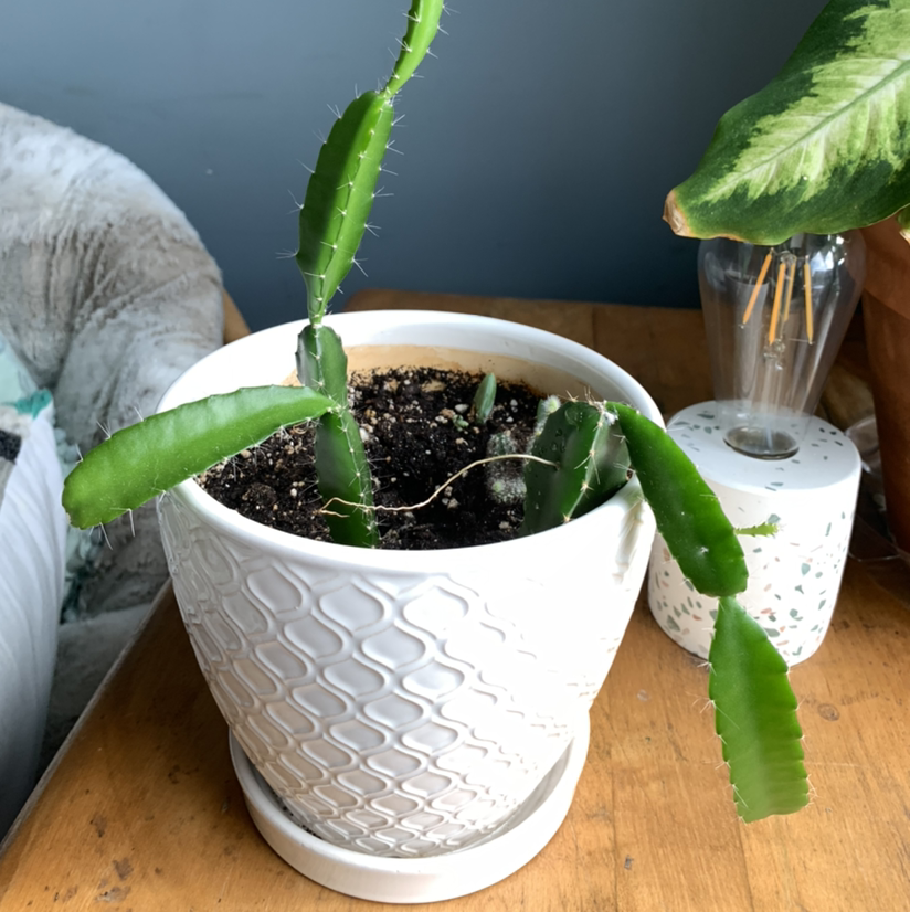 Potted dragonfruit plant with green stems, placed on a wooden surface indoors.