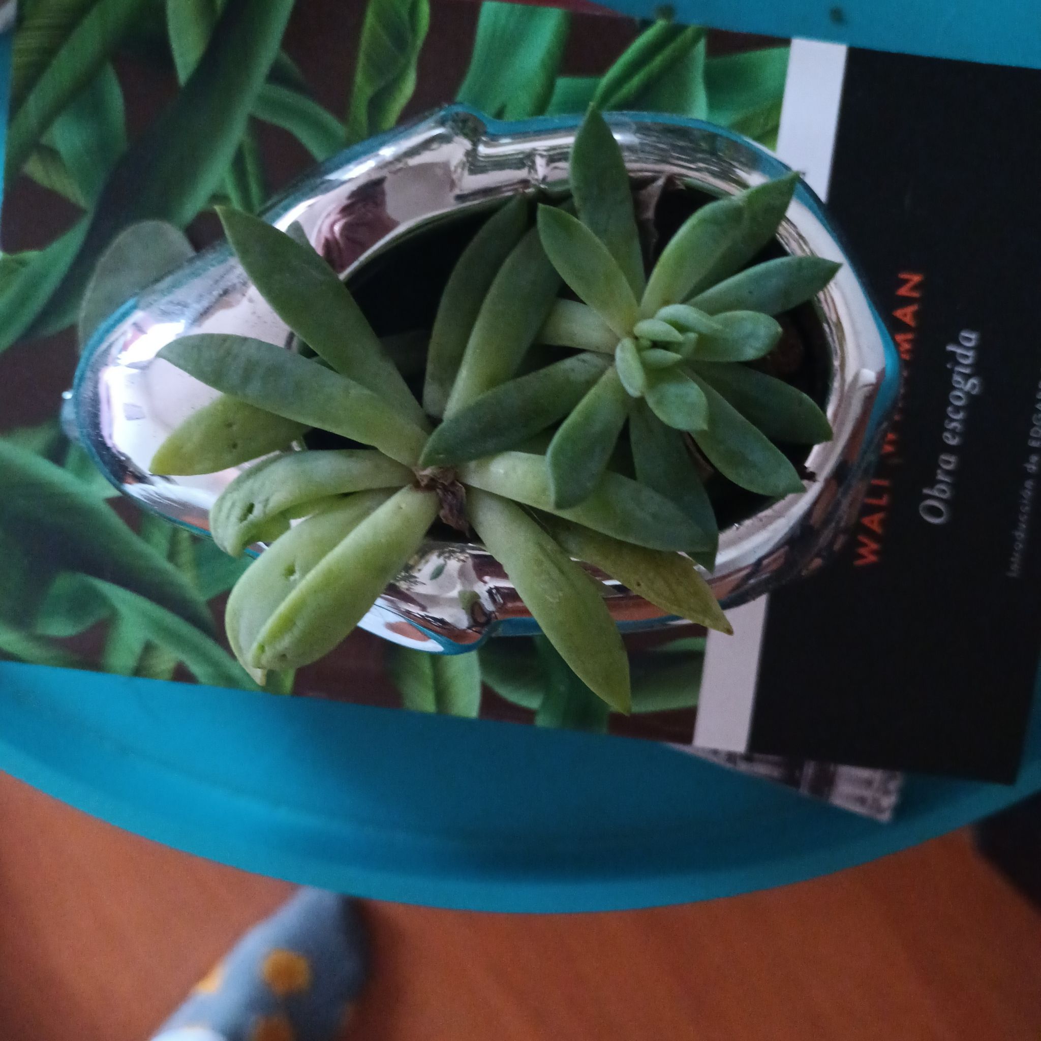 Photo of the plant species Echeveria 'Powder Puff' by @GladOrrisroot named Elle (fante) on Greg, the plant care app