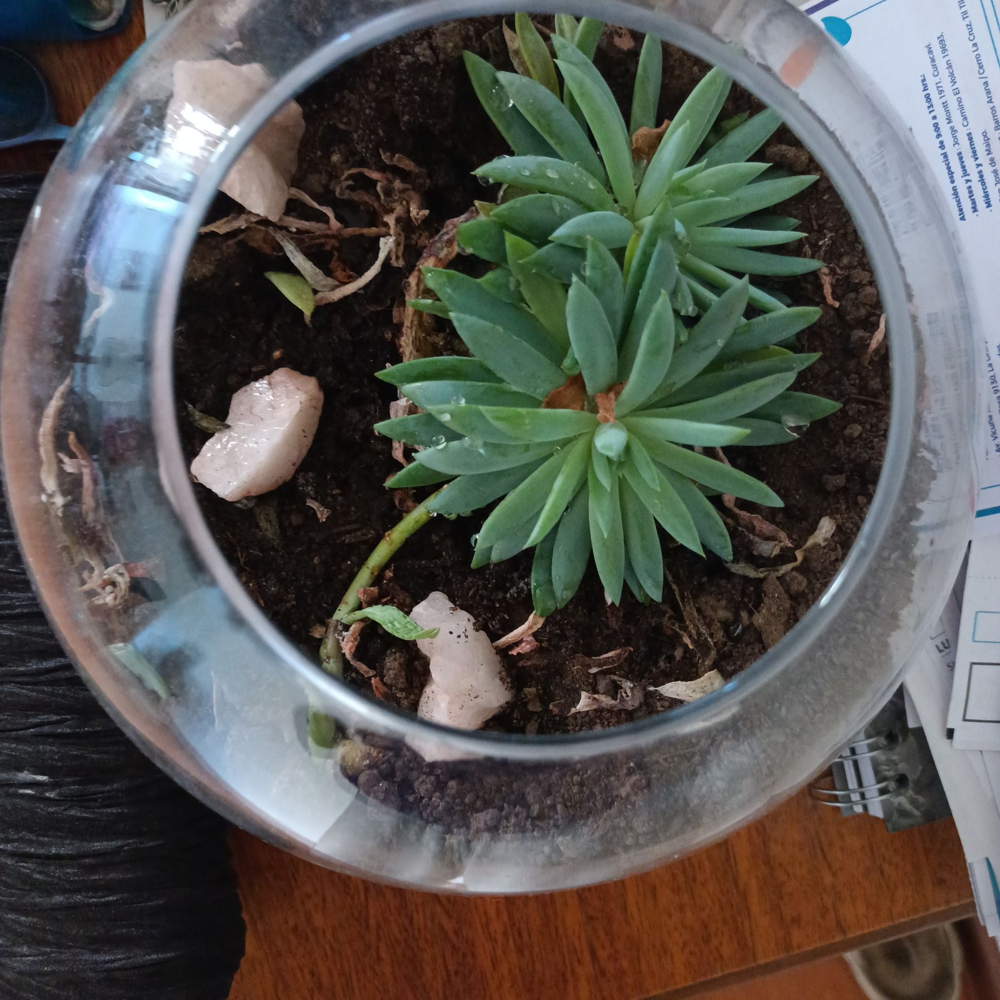 Photo of the plant species Echeveria 'Powder Puff' by @GladOrrisroot named Taylor Swift on Greg, the plant care app