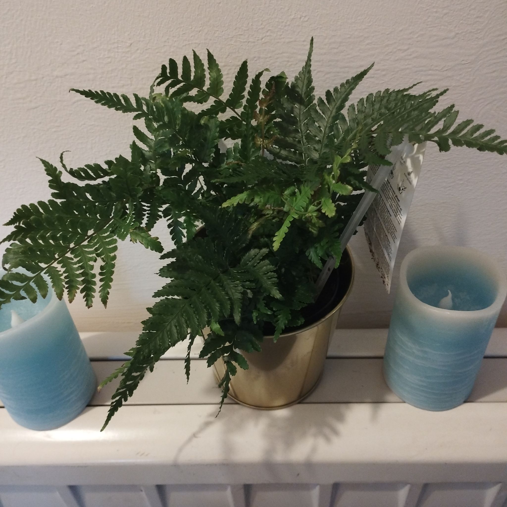 Potted Male-Fern plant on a white surface between two blue candles.
