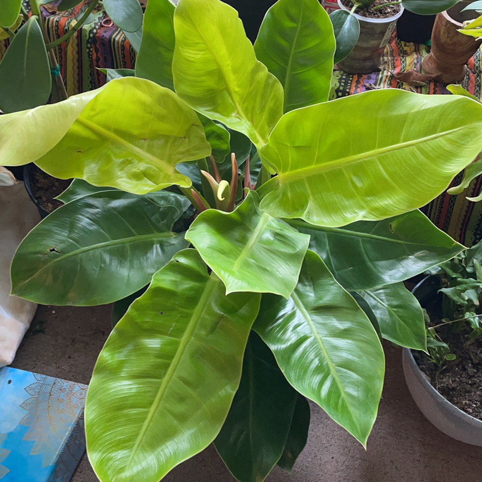 Philodendron 'Moonlight' plant with vibrant green leaves, healthy appearance.