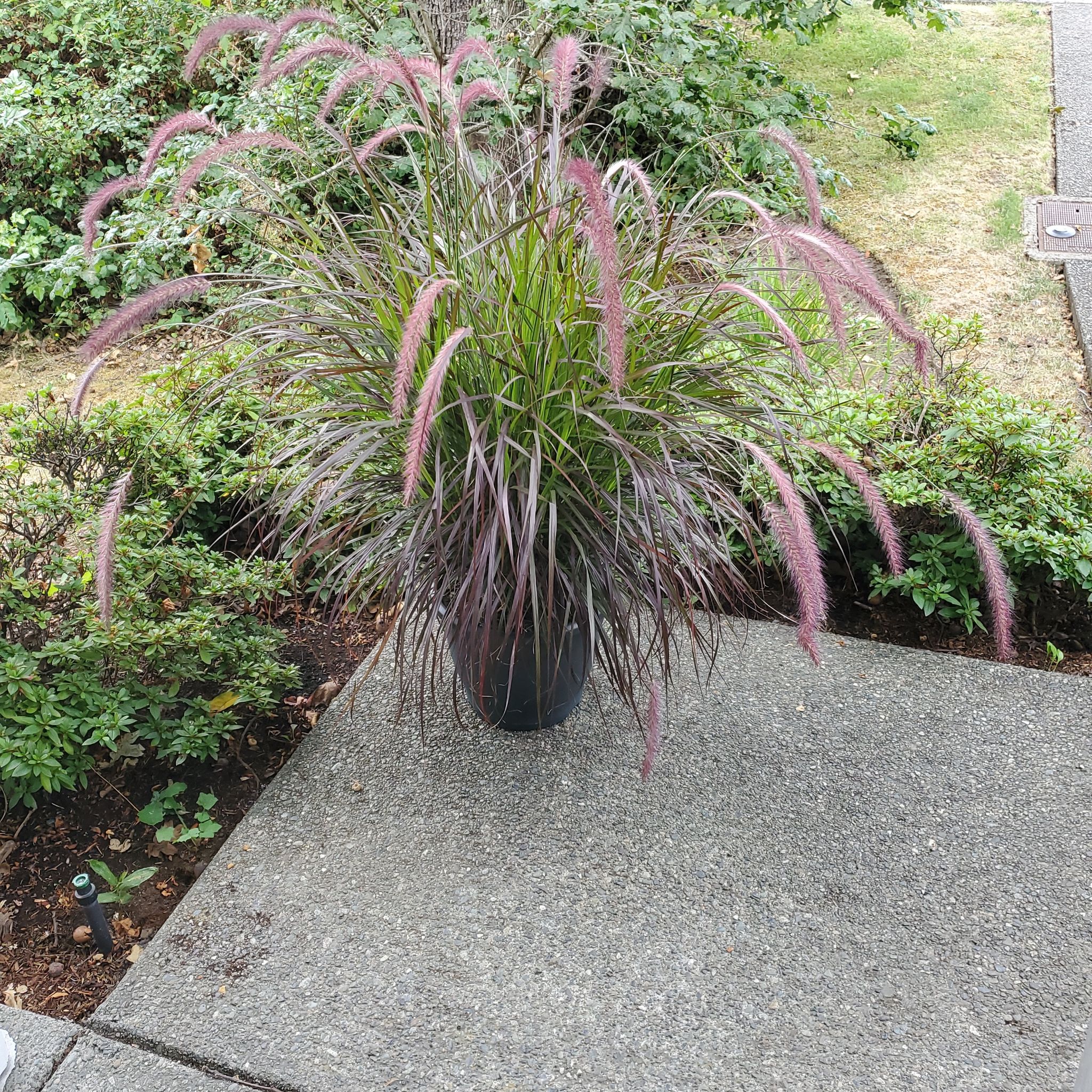 Crimson Fountaingrass plant in a pot with vibrant purple-red inflorescences and green foliage.