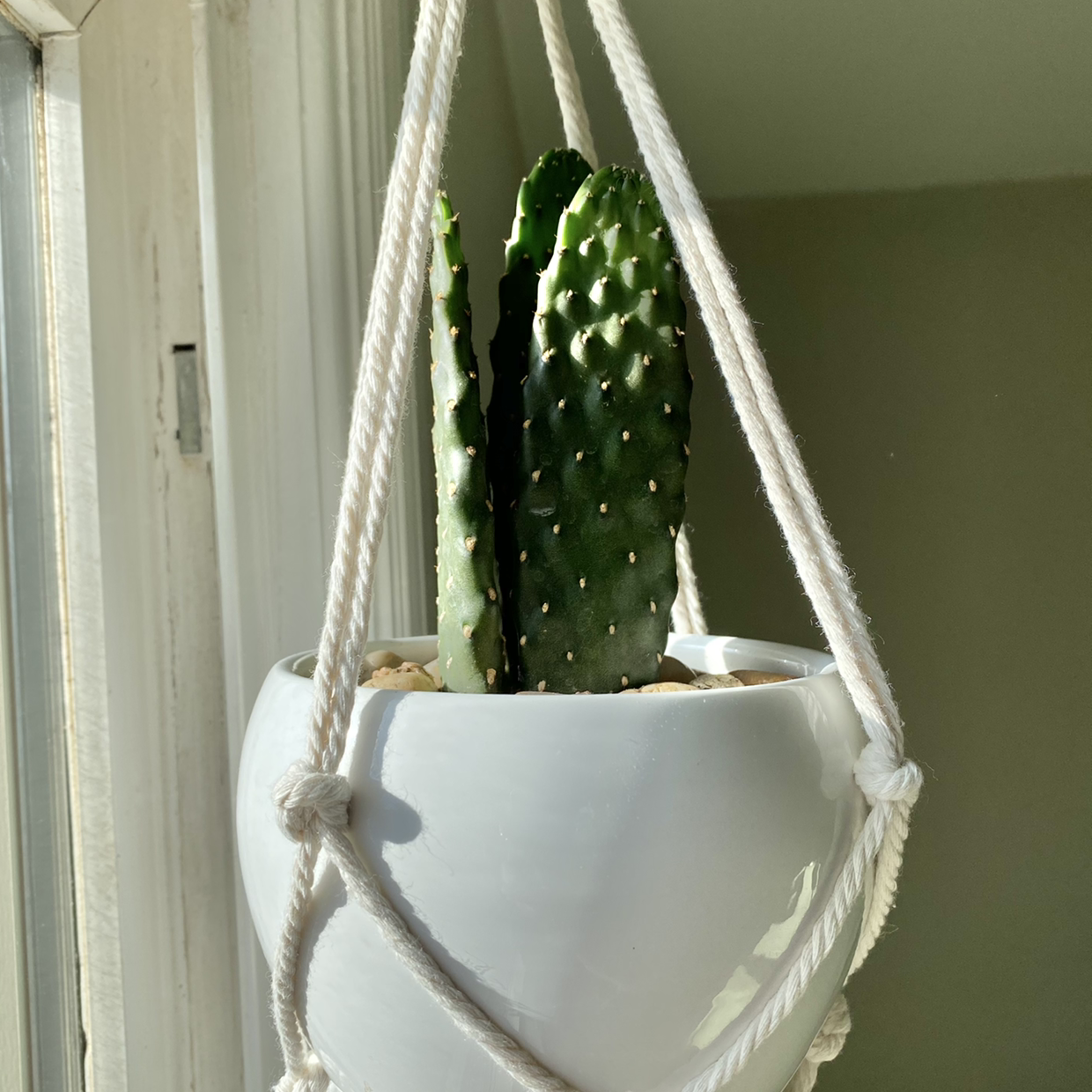 Road Kill Cactus in a white hanging pot, well-lit and healthy.