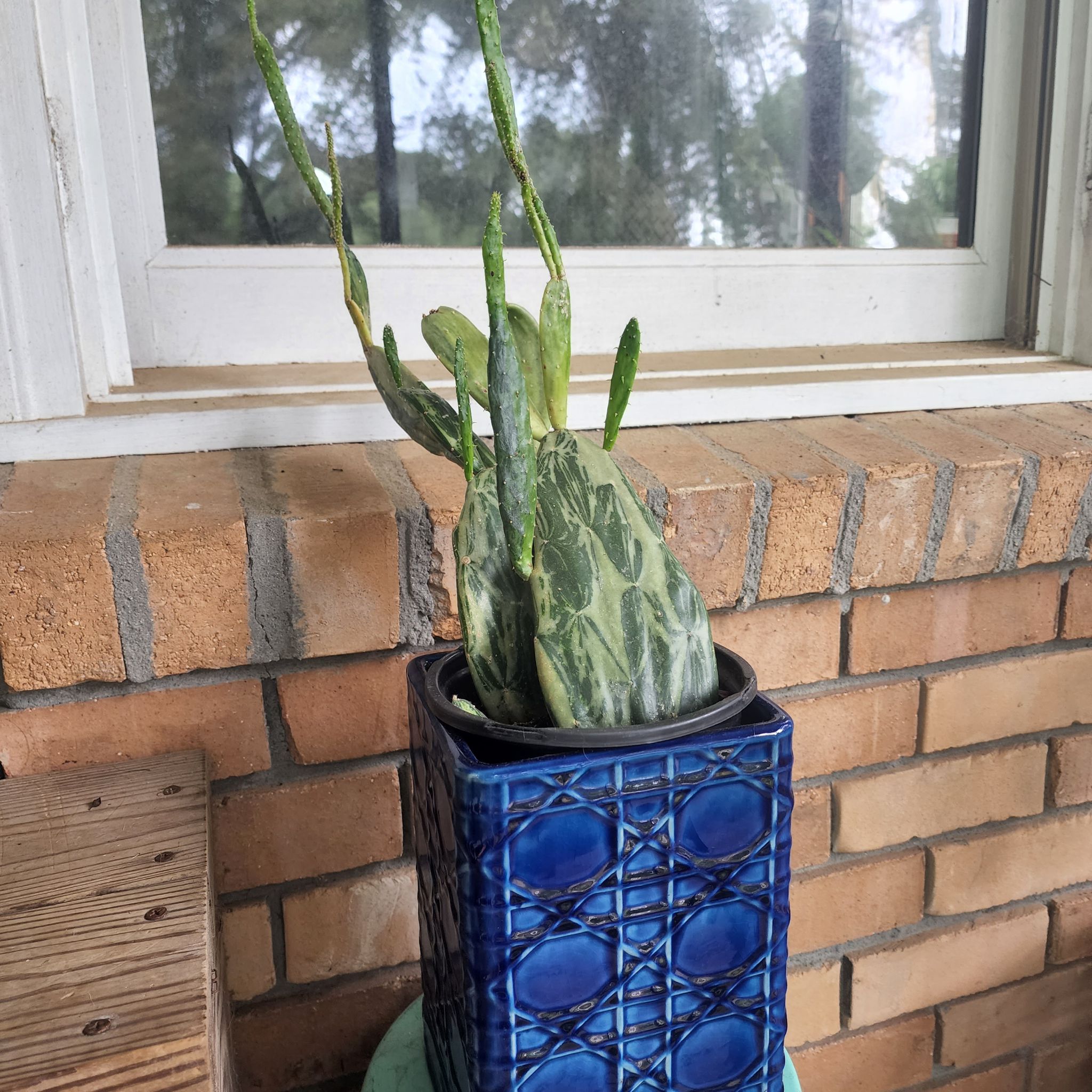 Sunburst Prickly Pear plant in a blue pot on a porch.