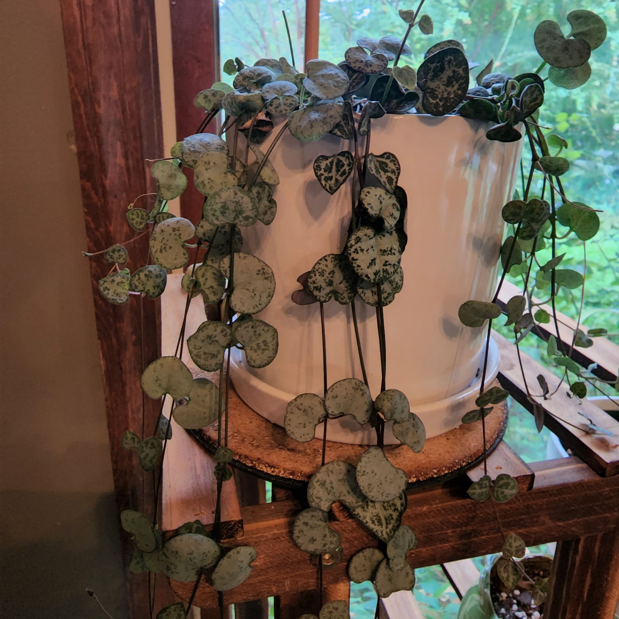 Variegated String of Hearts plant in a white pot, healthy and well-framed.