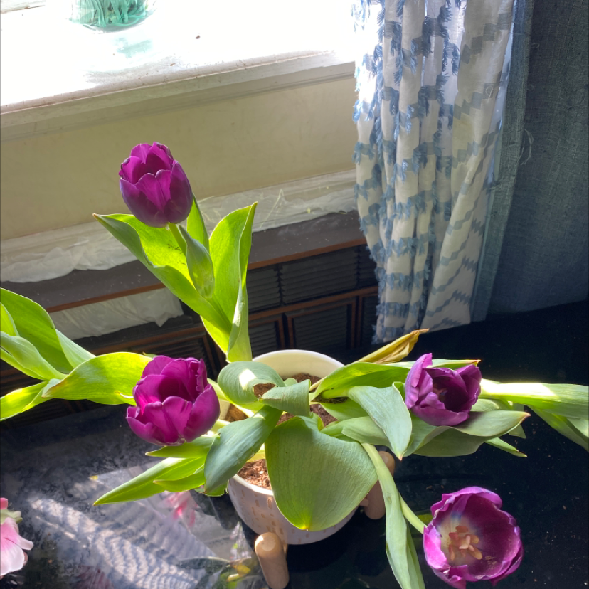 Potted Garden Tulip with purple flowers near a window.