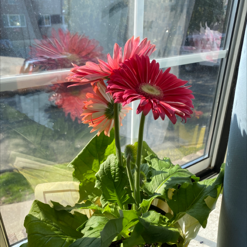 Gerbera plant with vibrant red flowers near a window, showing a reflection.