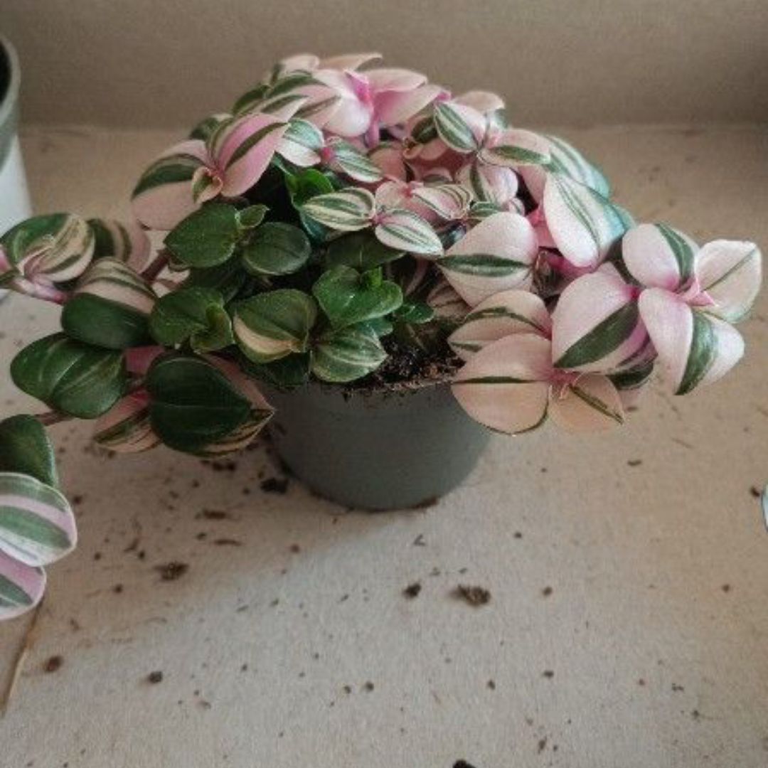 Photo of the plant species Rainbow Tradescantia by @VocalFallugia named Tradescantia 2 on Greg, the plant care app