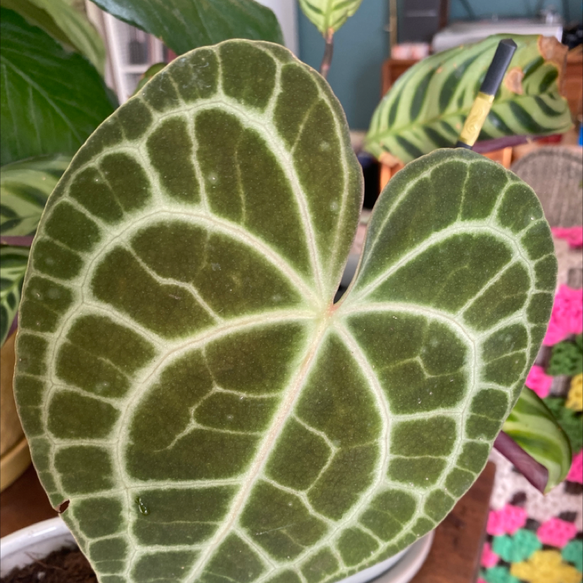 Crystal Anthurium plant with prominent veining on its leaves, appears healthy.