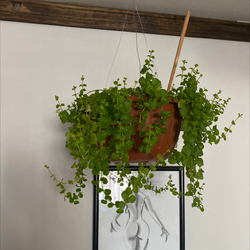 Hanging pot with a healthy Creeping Jenny plant, vibrant green leaves.