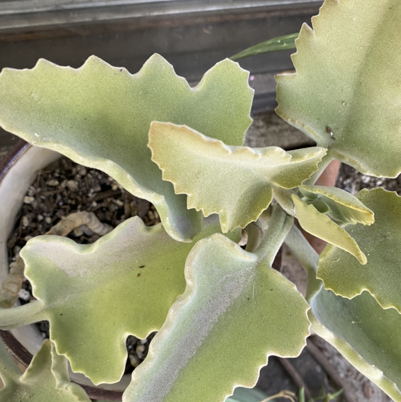 Felt Bush plant with thick, wavy-edged leaves showing slight yellowing and browning at the edges.