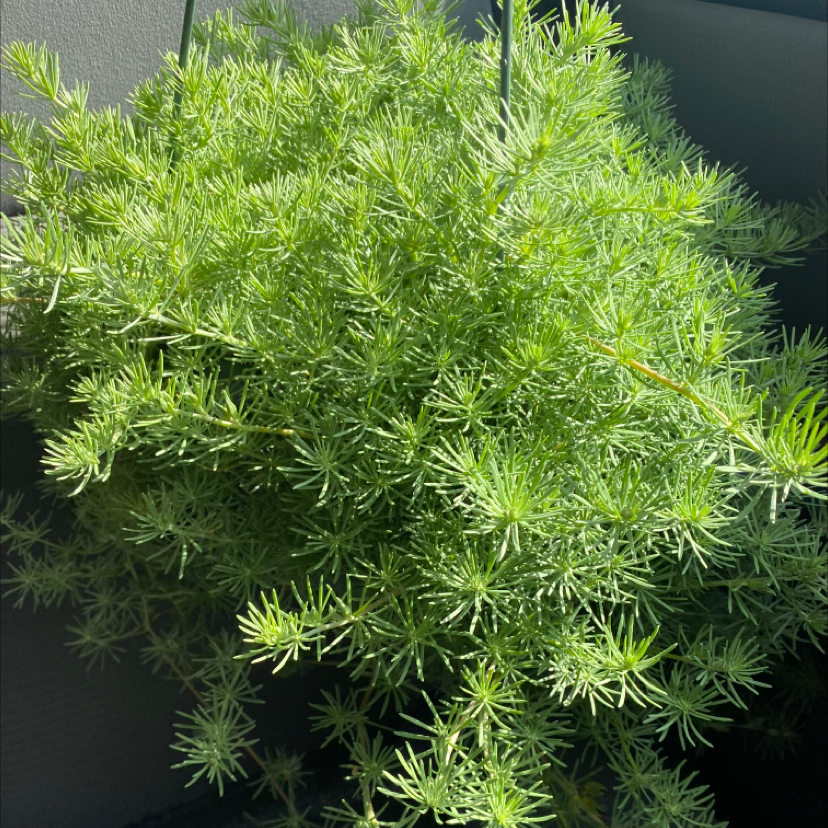 Photo of the plant species Lotus berthelotii by @anaisamp named Your plant on Greg, the plant care app